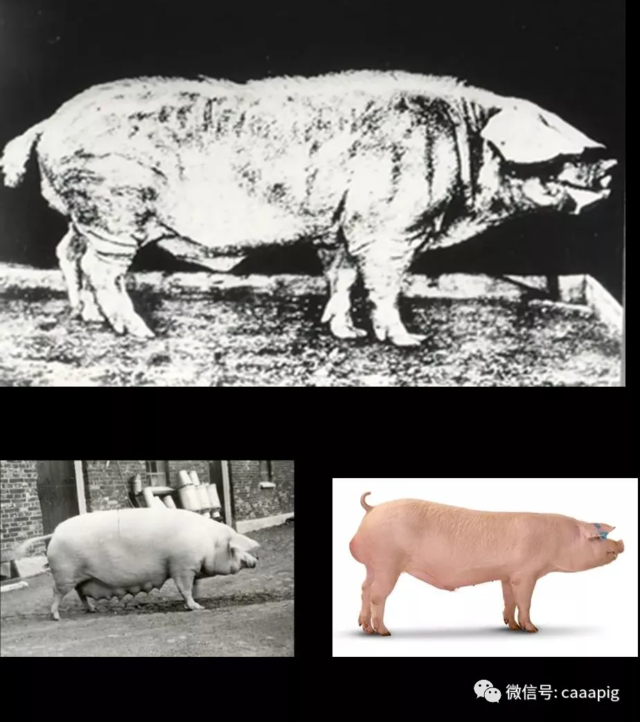 长白猪120年的演化过程