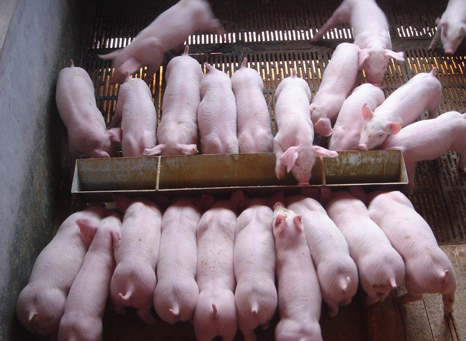 猪食欲不好怎么解决？有可能是这些原因造成的