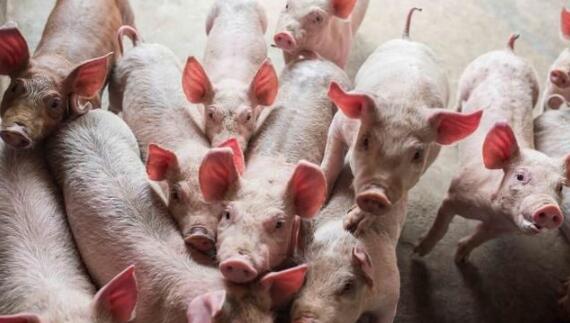 黑龙江“致全省生猪产业从业者的一封信”！重视“低价出猪”的危害！