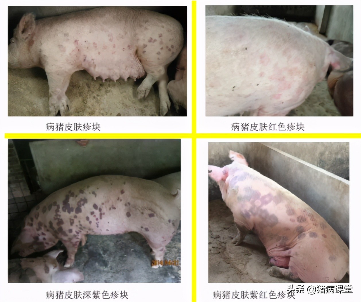 猪场案例分析｜猪病临床诊断技术要点和防治知识分享之猪丹毒篇