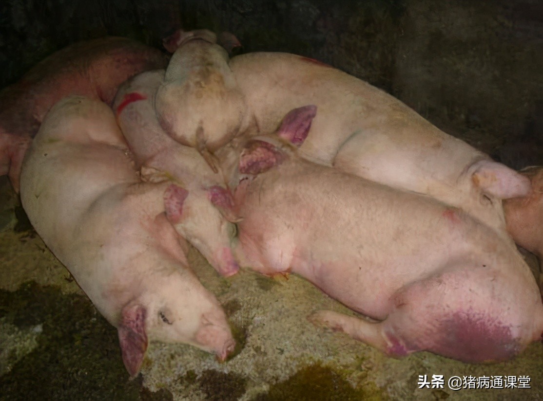 针对猪瘟兽医拿出预防3招，养殖户们拍手称赞