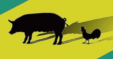 禁抗后炎症阻碍降低猪群生长潜能！如何降本增效，快速出栏？