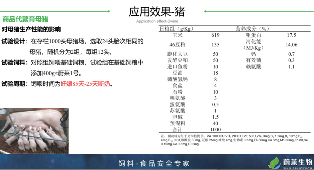 繁育母猪