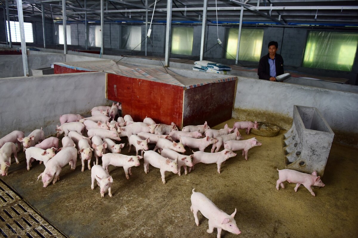 当前养猪这6个问题，养猪人要注意，提前进行精准预防