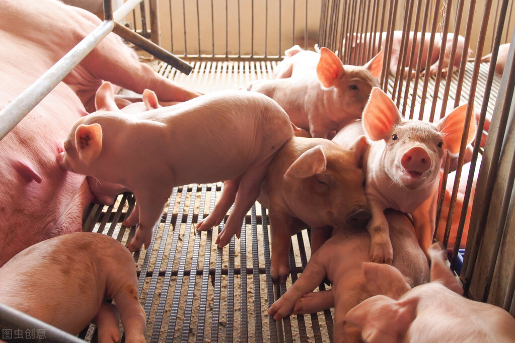 母猪不发情怎么解决？规模猪场常用这几招，供农民养猪户参考学习