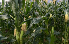 国内玉米价格高速下跌！60万吨美国进口高粱玉米已经装运，4月涨势颓废？