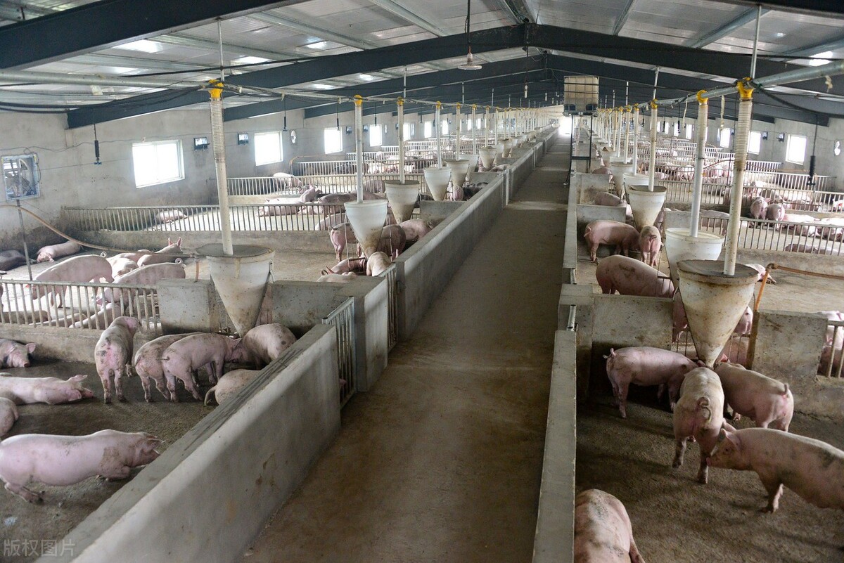 母猪不发情怎么解决？规模猪场常用这几招，供农民养猪户参考学习