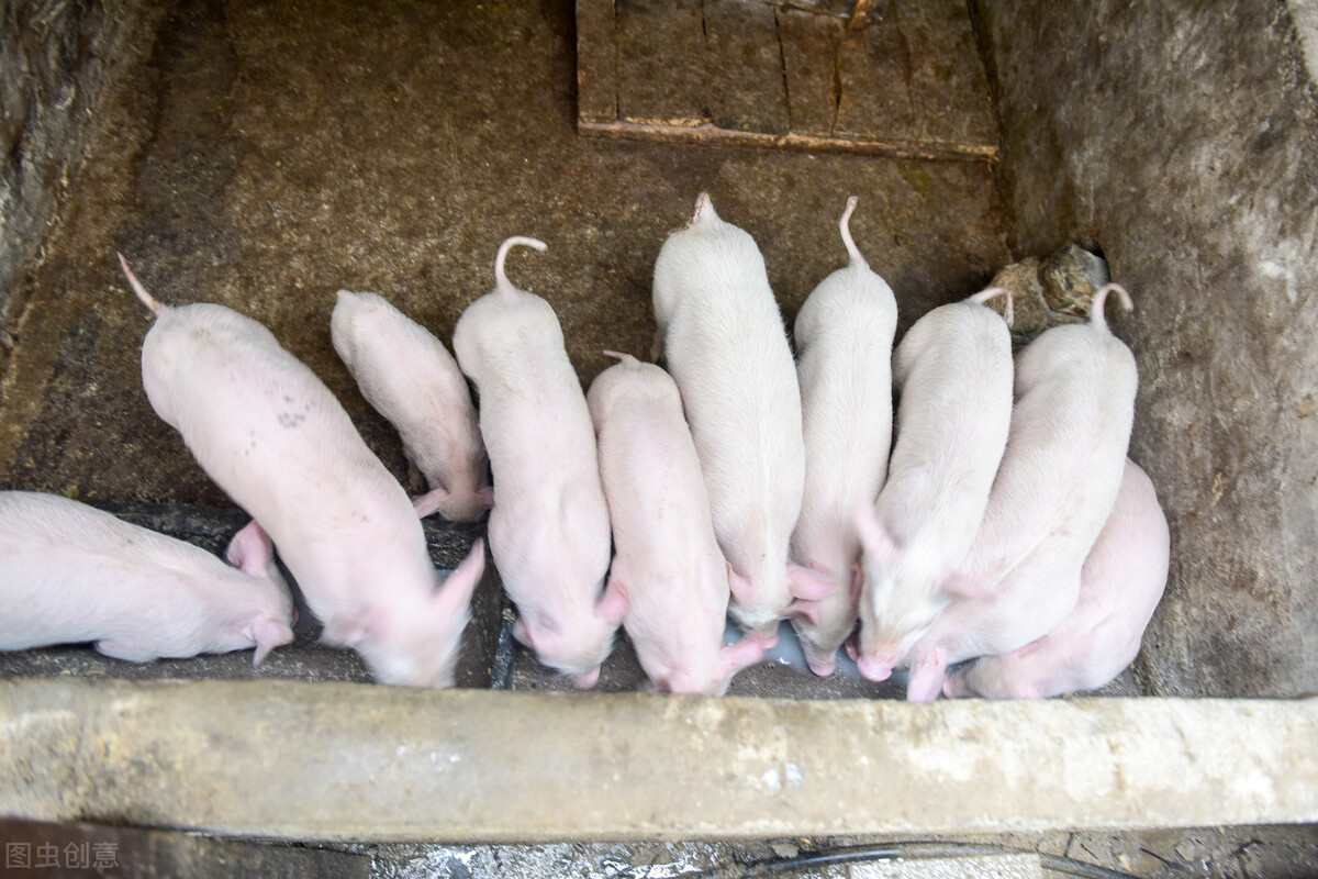 副猪嗜血杆菌病，养猪人该如何防治？