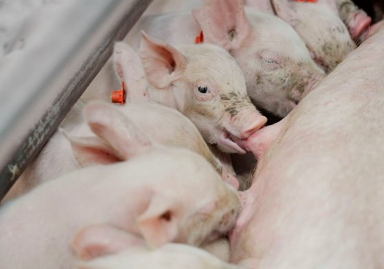 霉菌毒素如何通过奶水影响仔猪！该如何预防？
