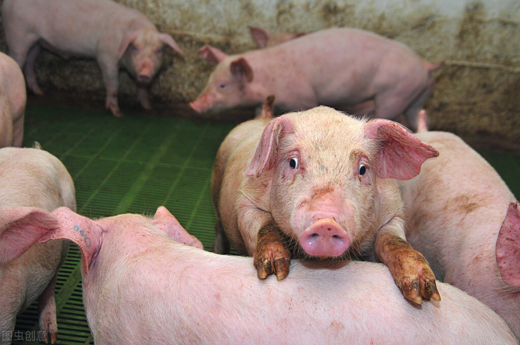 在全国疫情普遍爆发的情况下，猪场一定要做好生物安全管理