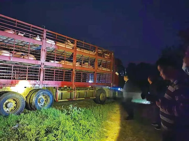 122头内蒙古赤峰生猪违规运入湖南浏阳被查获 浏阳执法大队：紧急叫停！