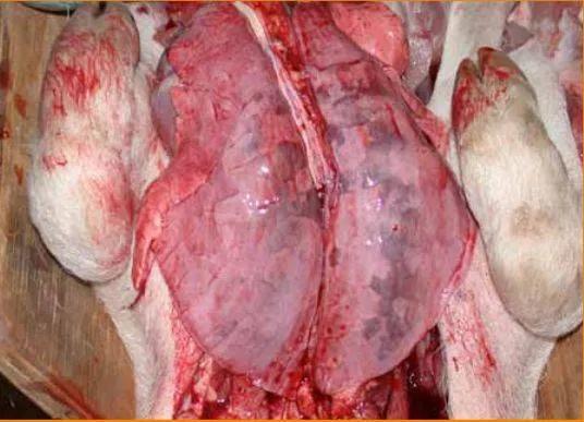 非洲猪瘟吐血图片图片