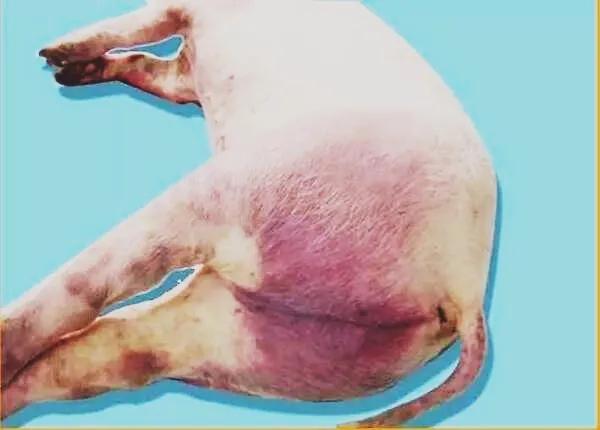 新疆又发生非瘟疫情非洲猪瘟症状是什么非洲猪瘟症状图片