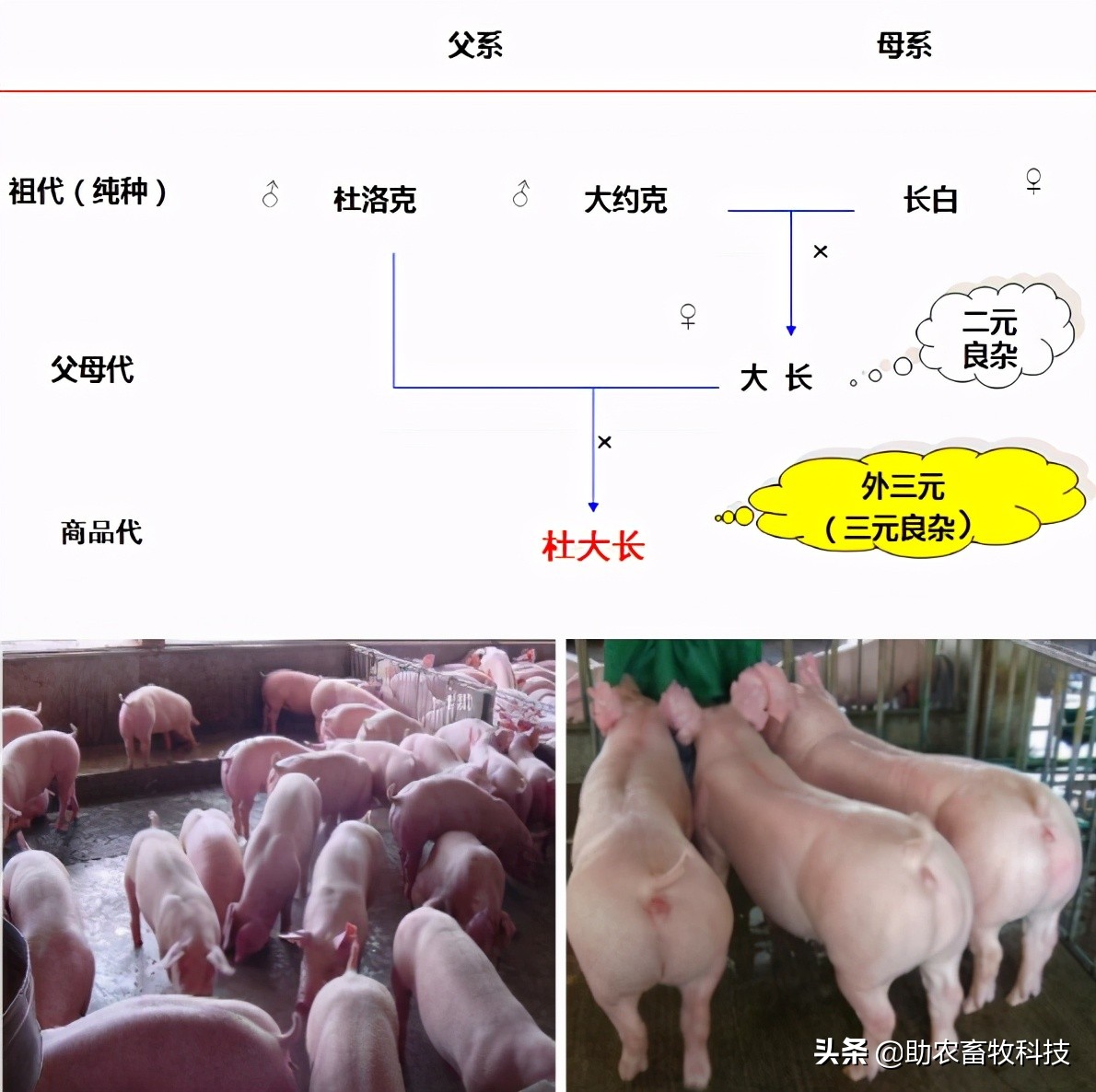 一头肥猪断奶到出栏要吃多少饲料？有降低料耗的简单方法吗？