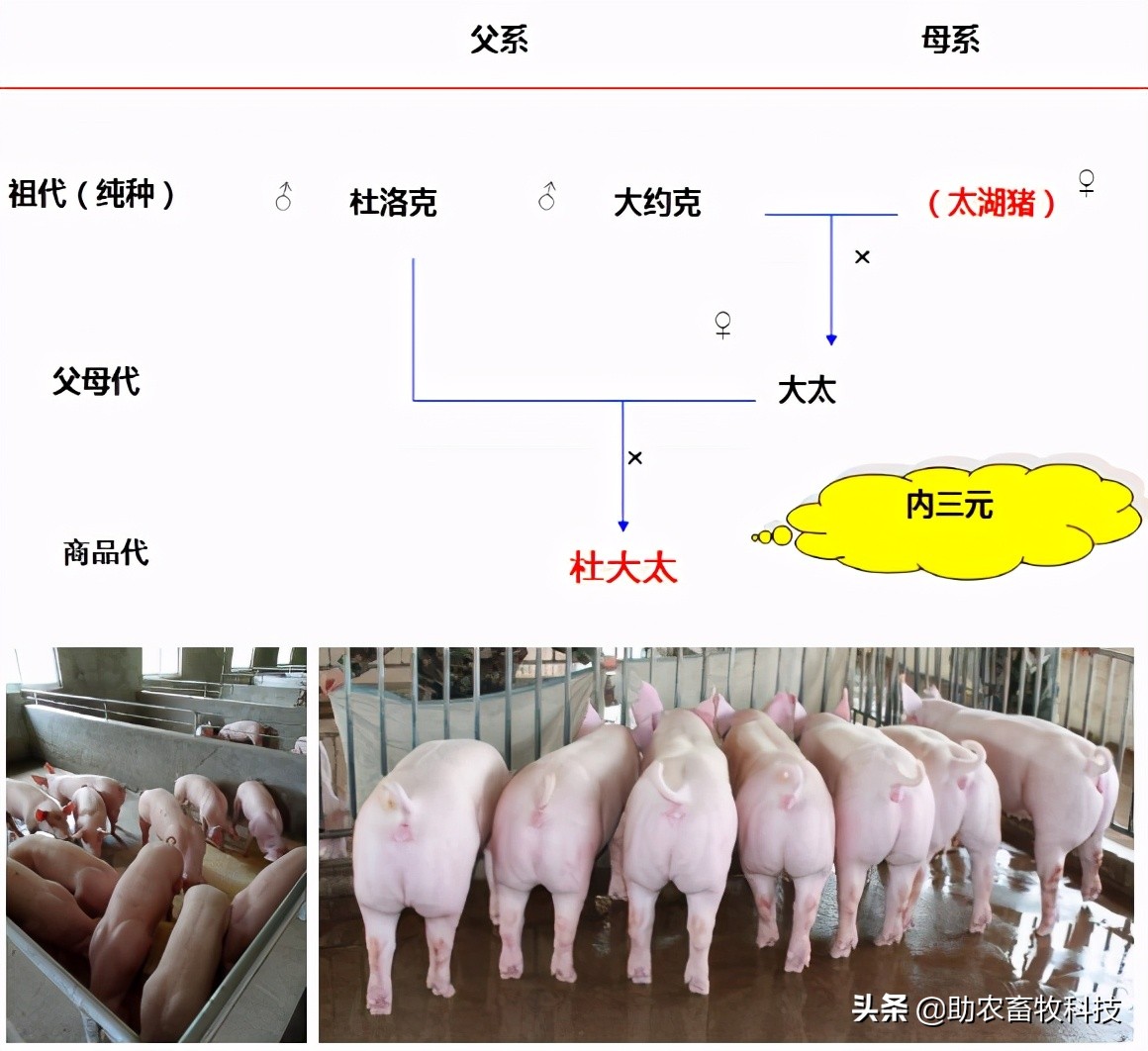 一头肥猪断奶到出栏要吃多少饲料？有降低料耗的简单方法吗？
