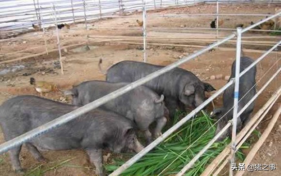 饲料越精化，猪越容易患“富贵病”，该如何饲喂营养更均衡？