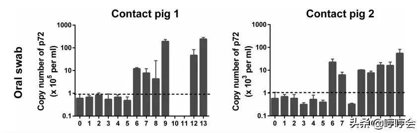 非洲猪瘟病毒变异出现后，对猪的哪个部分采样能确保检测准确？