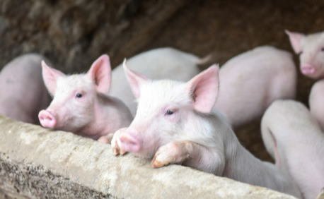 猪流行性腹泻的三大症状，养殖户该如何对症下药！