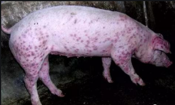 猪只体质渐瘦、贫血、衰弱无力、肌肉萎缩、呼吸困难是得了什么病？圆环病毒打什么针？
