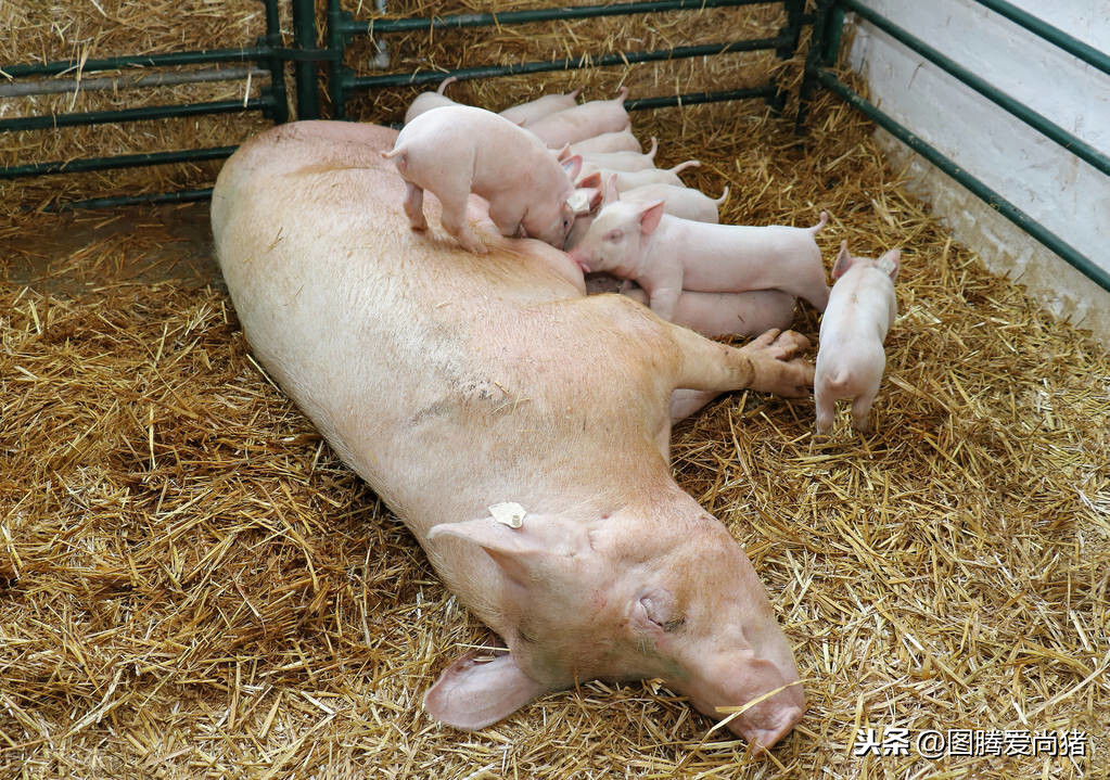 学会7阶段母猪饲喂法，让你的生病、长得好，养殖户值得一看