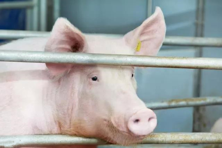 2021年04月10日全国各省市种猪价格报价表，生猪、仔猪急速下跌，种猪价格会跟跌吗？