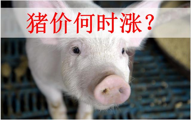 4月10日猪价：毛猪为何狂跌不止？市场缺猪不缺肉？养猪要亏惨？