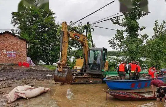 猪舍被淹