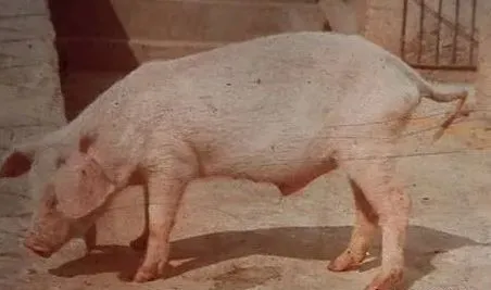 猪场总有部分僵猪，是怎么形成的？又该如何预防？