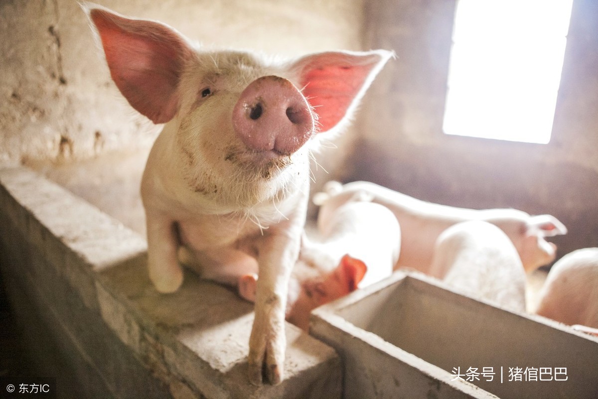 老鼠对猪场的危害不止饲料损耗，还有其他更严重的隐患