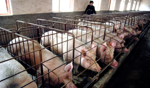 老鼠对猪场的危害不止饲料损耗，还有其他更严重的隐患