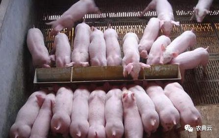 几天可以给初生猪仔喂料？怎么配断奶仔猪饲料？