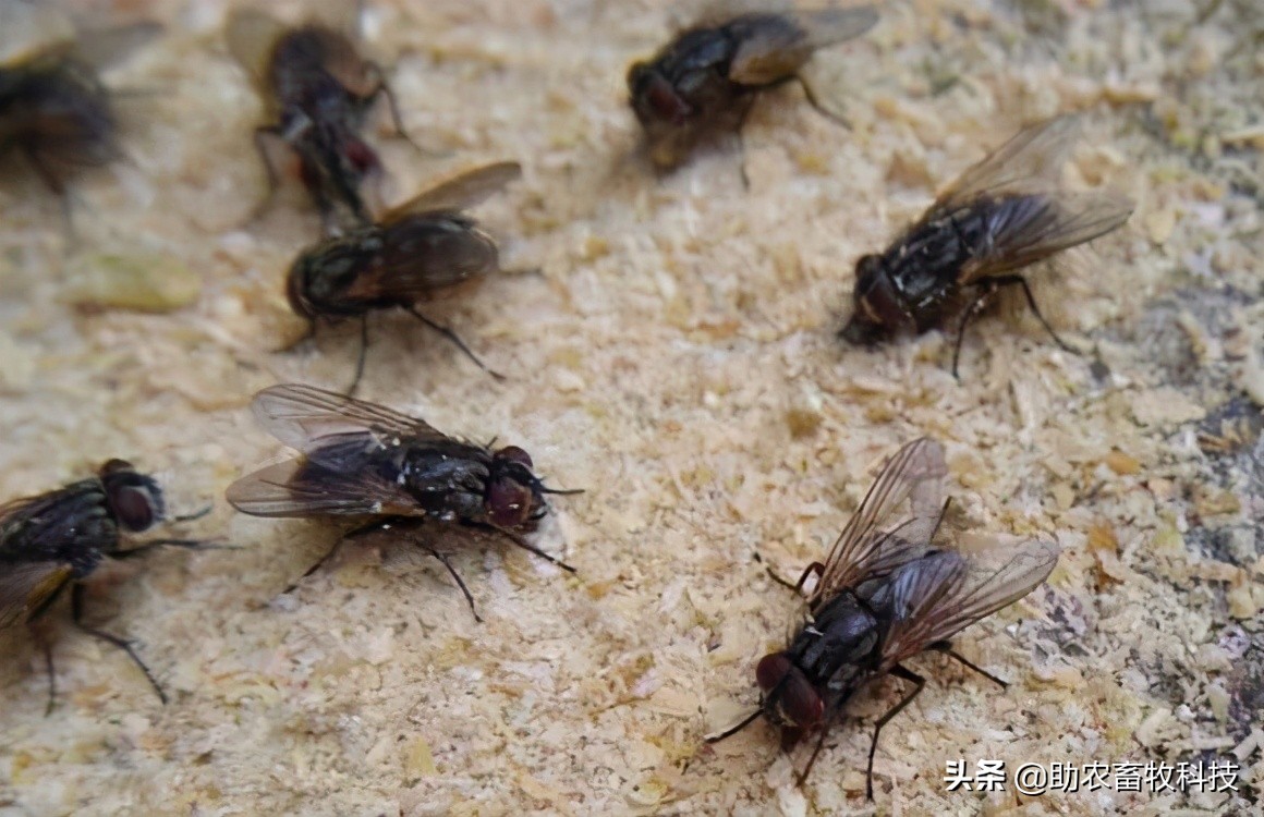 养殖场苍蝇多的快速消灭方法，短时间见效并且持久密度下降
