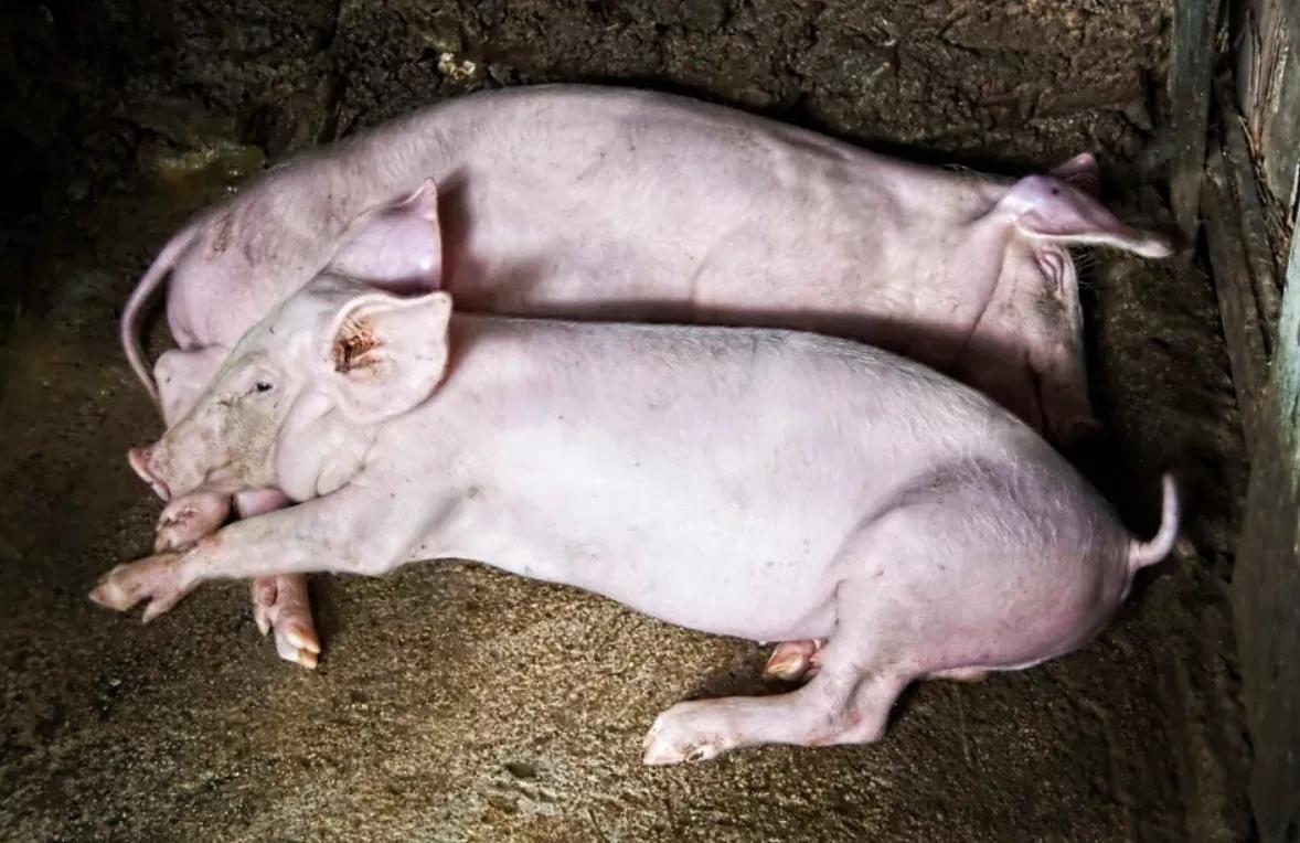 浅谈非洲猪瘟的流行与防控措施——养殖场要严格遵循非洲猪瘟防治的规定