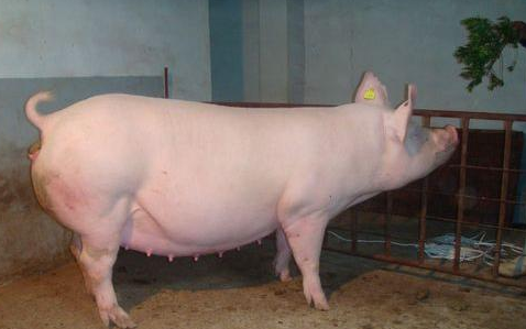 2021年04月13日全国各省市种猪价格报价表，养殖户利润下跌，种猪数量恐会下降