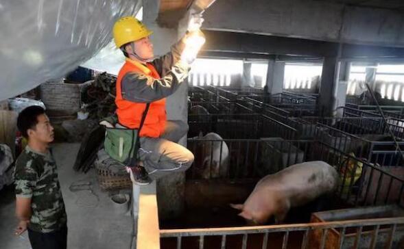 重庆：助力产业发展！他们为生猪养殖业安装“电引擎”