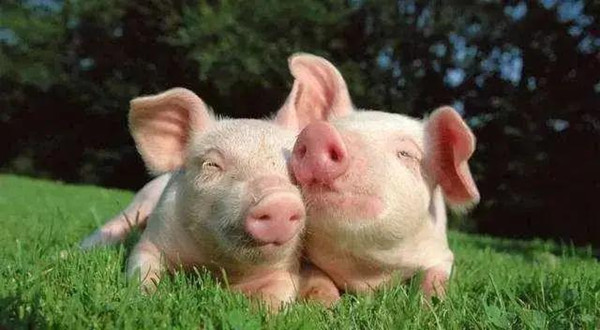 夏季到来，猪场疾病预防不得不说的四个常见病，至少有一种病发生过！