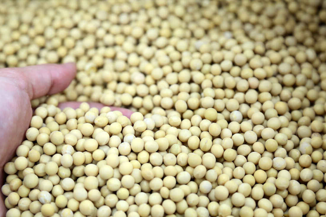 4月15日饲料原料：玉米大豆进口暴增，玉米跌了，豆粕在抗跌？