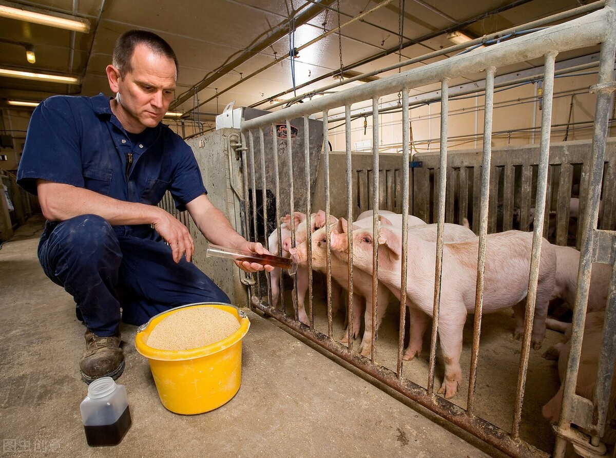 关于非洲猪瘟病毒，在饲料中是否传播的5个问题