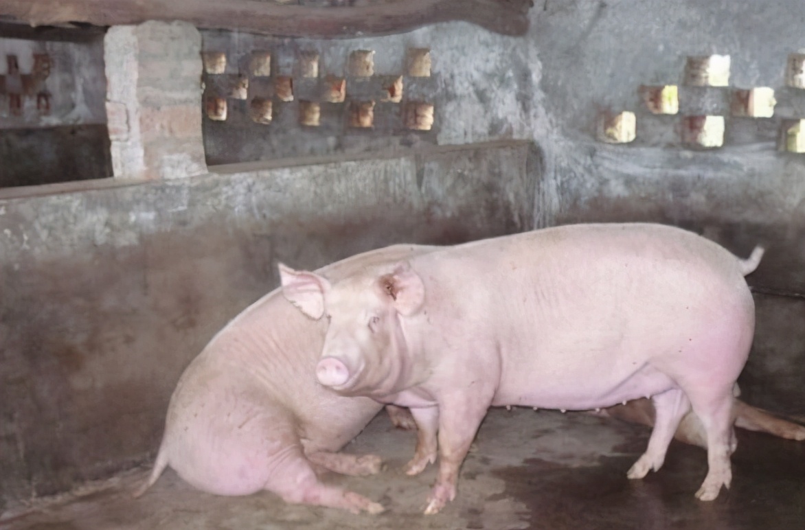 母猪配种后流白色液体是什么原因？怎样辨别母猪子宫发炎？