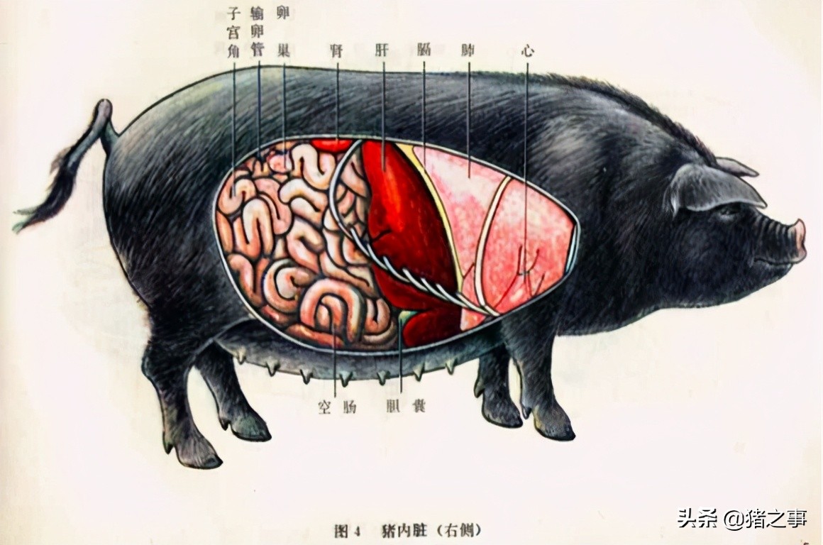 養豬先識豬，懂豬不再難，最全的《生豬結構圖》，你都看懂了嗎？