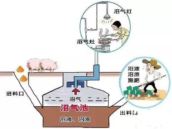 中国超级养猪场，年产猪210万头，产出的大量猪粪将如何处理？