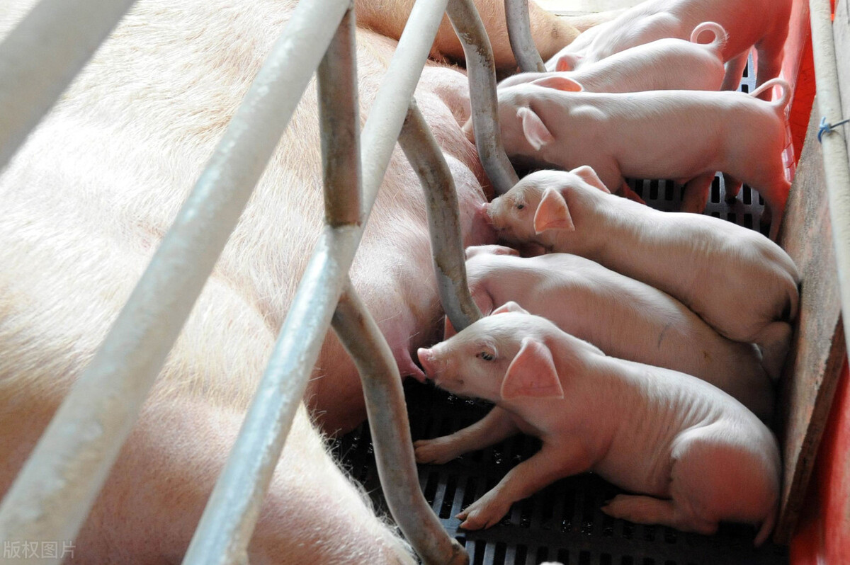 猪场如何让母猪不生病，多下崽，养猪人应该怎么办？