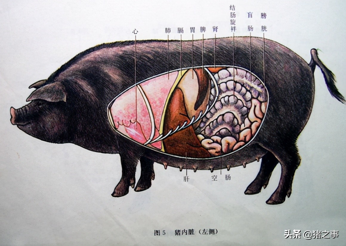 養豬先識豬，懂豬不再難，最全的《生豬結構圖》，你都看懂了嗎？