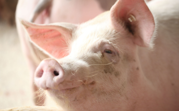 国内3月肉类进口量破百万吨！商务部：预计下半年猪肉供给恢复常年水平