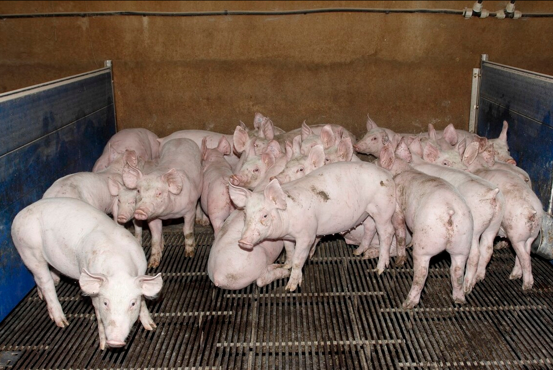4月18日20公斤仔猪价格，猪企价格之争，仔猪成本“至关重要”？