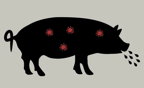 猪繁殖和呼吸综合征病毒1-4-4L1C的一个新变体正在挑战中西部北部的兽医、诊断人员和猪群，新毒株从母猪到保育育成阶段对猪产生了巨大的影响。