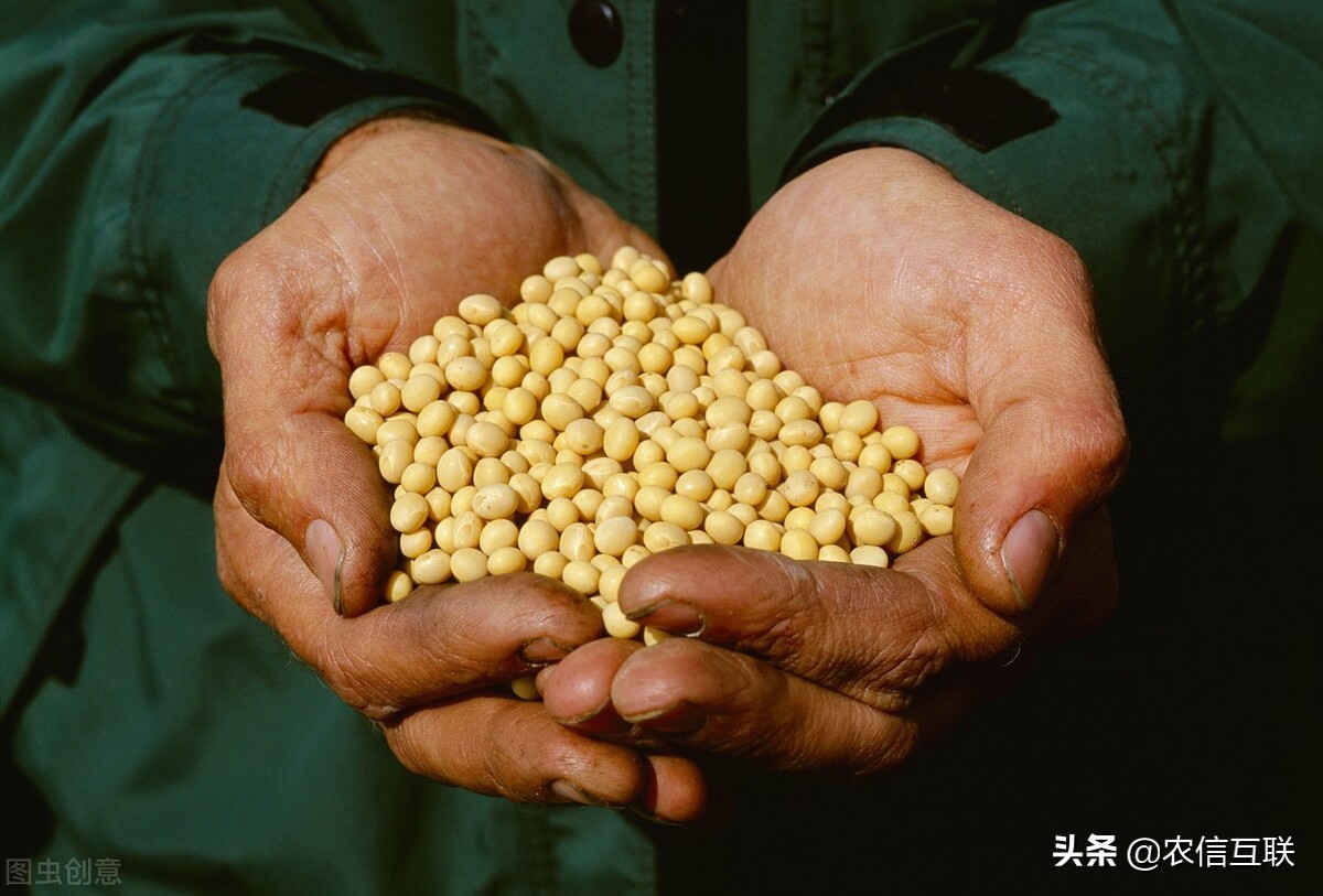 巴西大豆出口面临威胁，我国又要转头买美豆？“缺豆”危机要来？
