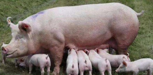 母猪产仔产程长，有什么办法可以缩短母猪产程？