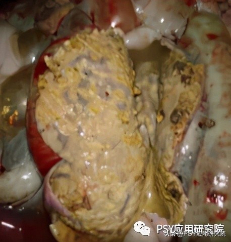 以前仔猪腹泻一针见效，现在为什么不行？