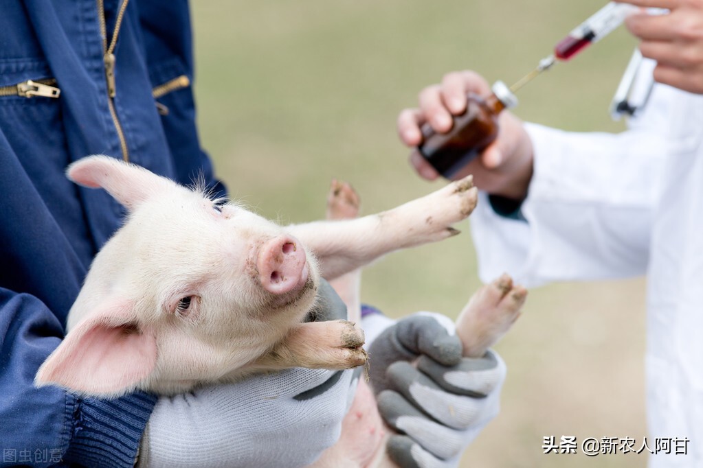 养猪人要懂，猪伪狂犬疫苗接种效果如何最佳，滴鼻和打针哪个好
